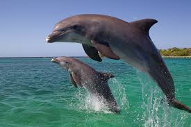 animals-dolphin